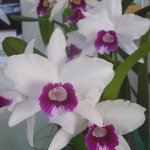 Laelia purpurata